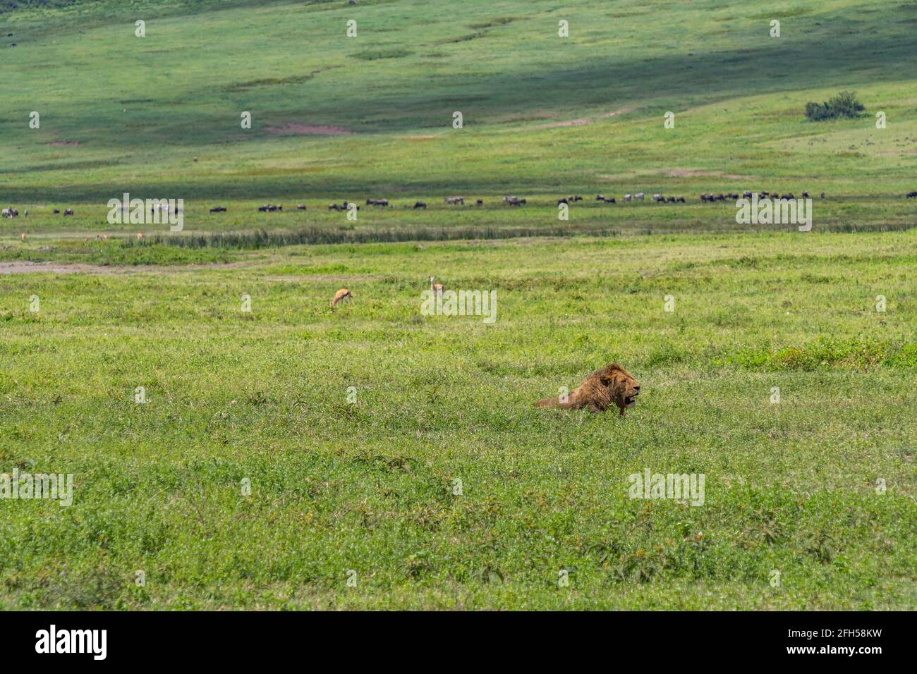 Leone all'Area di conservazione di Ngorongoro su verde gras Foto Stock