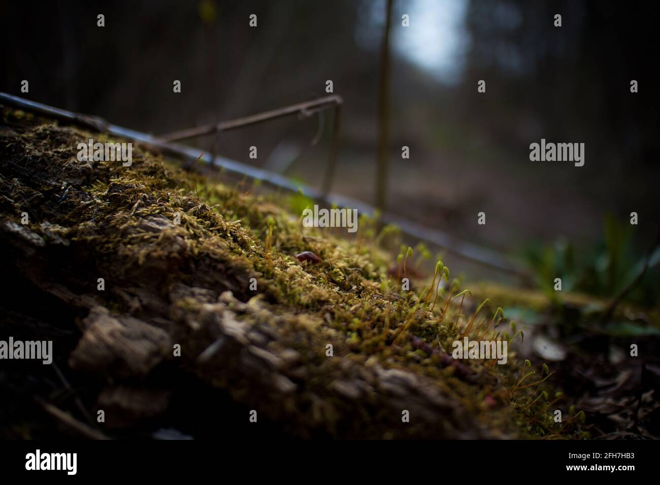 Tronchi ricoperti di muschio nella sottobosco della foresta Foto Stock