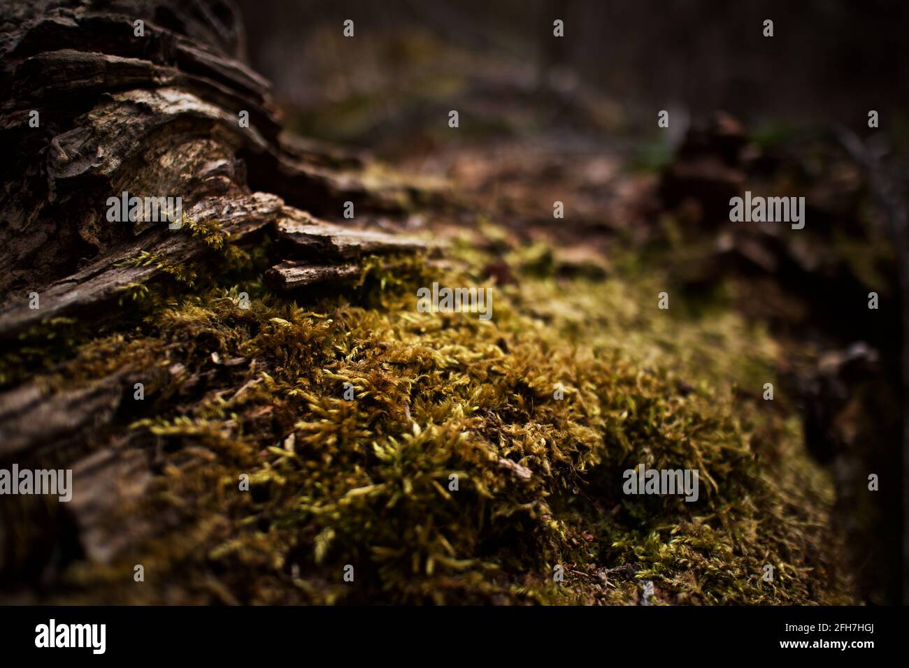 Tronchi ricoperti di muschio nella sottobosco della foresta Foto Stock