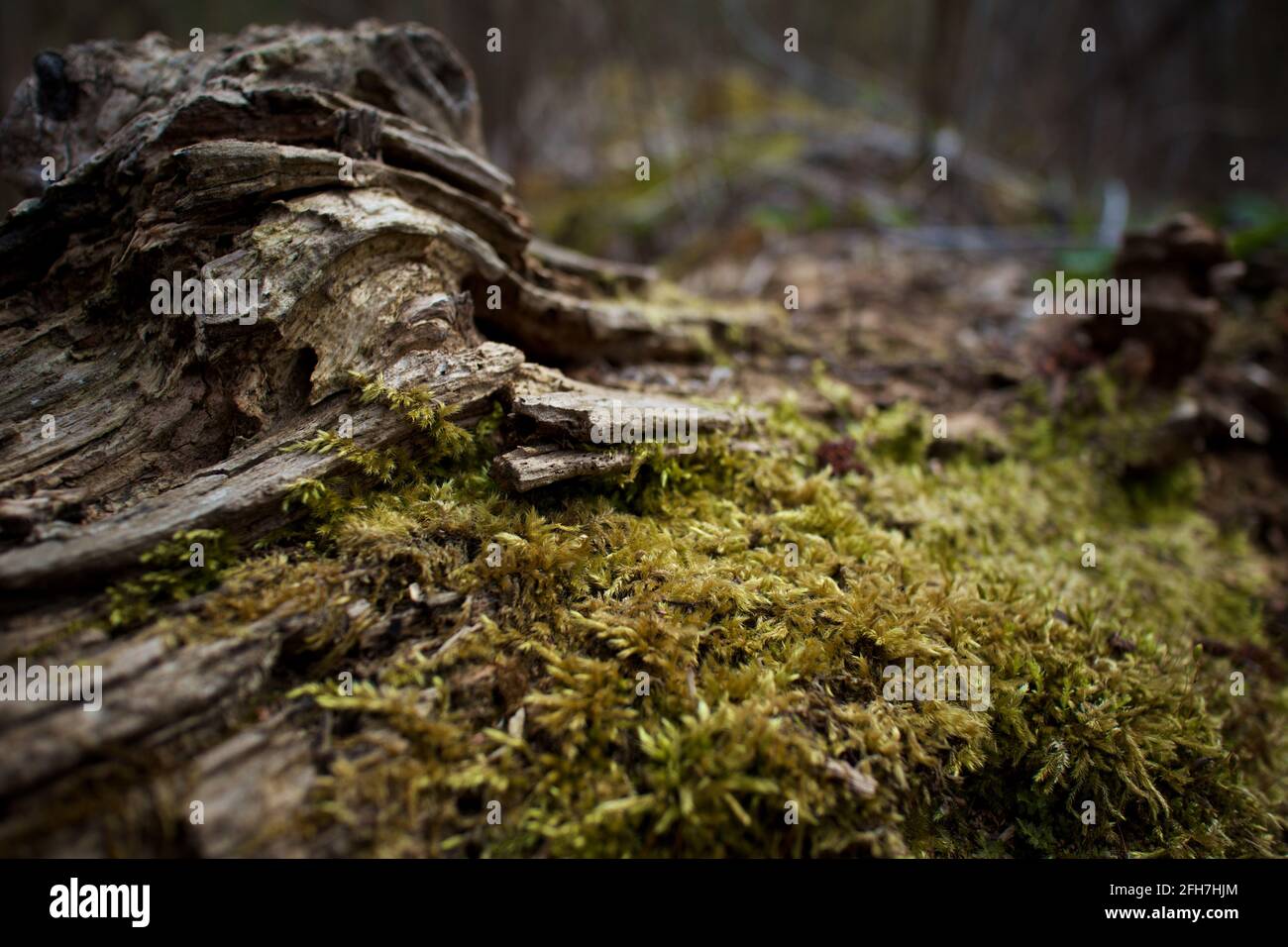 Tronchi ricoperti di muschio nella sottobosco della foresta Foto Stock