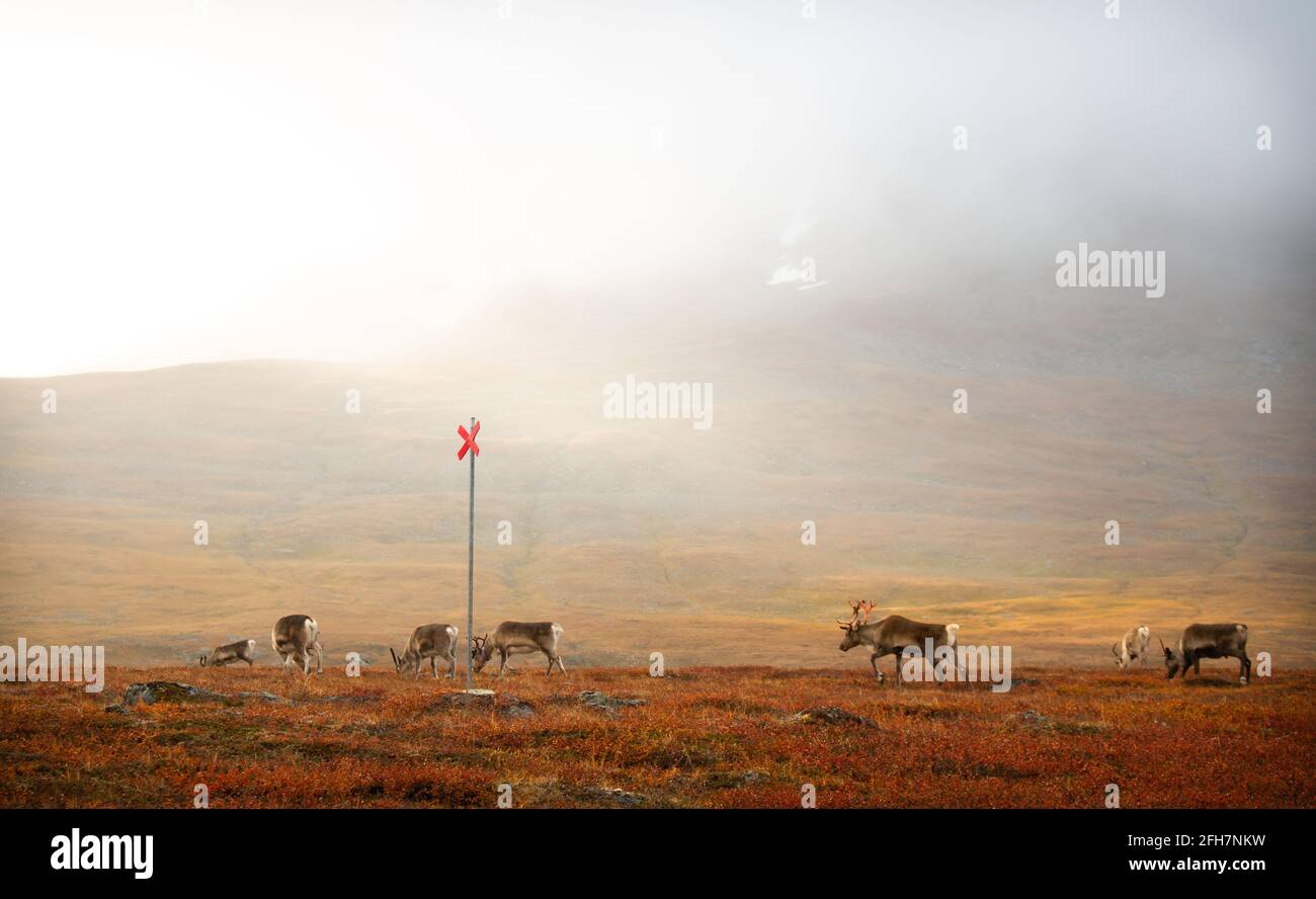 Renne che camminano liberamente intorno al sentiero di Kungsleden, Lapponia svedese, settembre 2020. Foto Stock