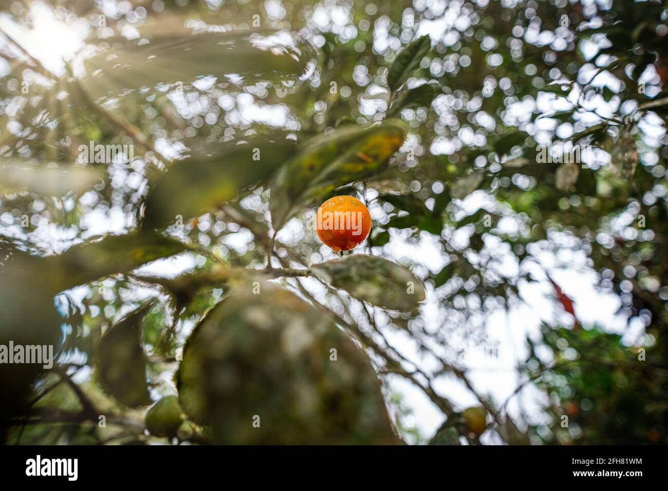 Mandarino arancione appeso ai raggi solari dell'albero della frutta e  fresco Gocce d'acqua circondate da foglie verdi in Ecuador Amazon  Rainforest Foto stock - Alamy