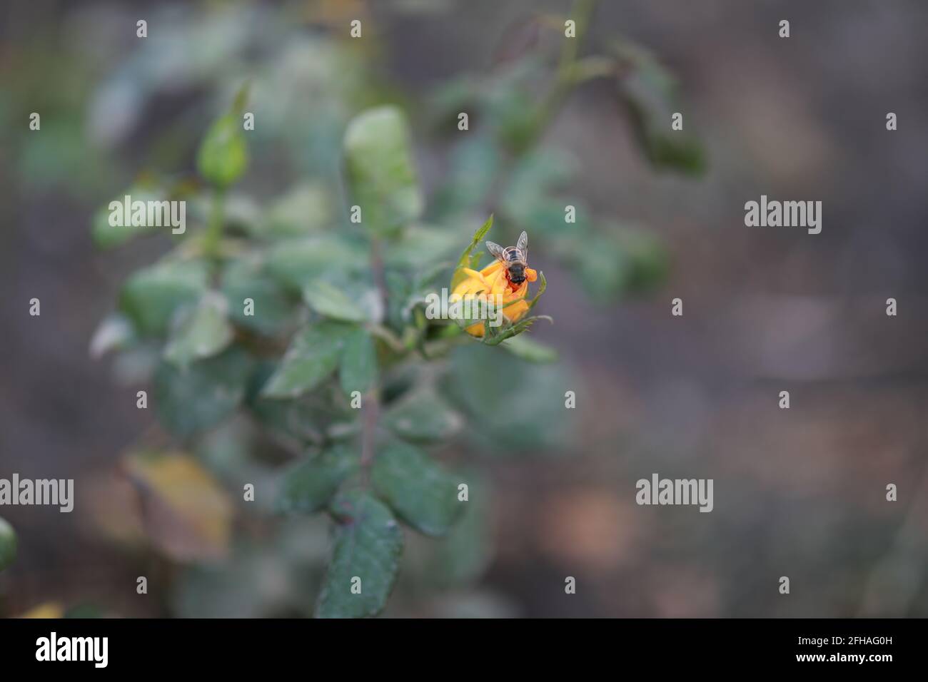 enorme bumblebee si siede su una rosa gialla pollinates Foto Stock