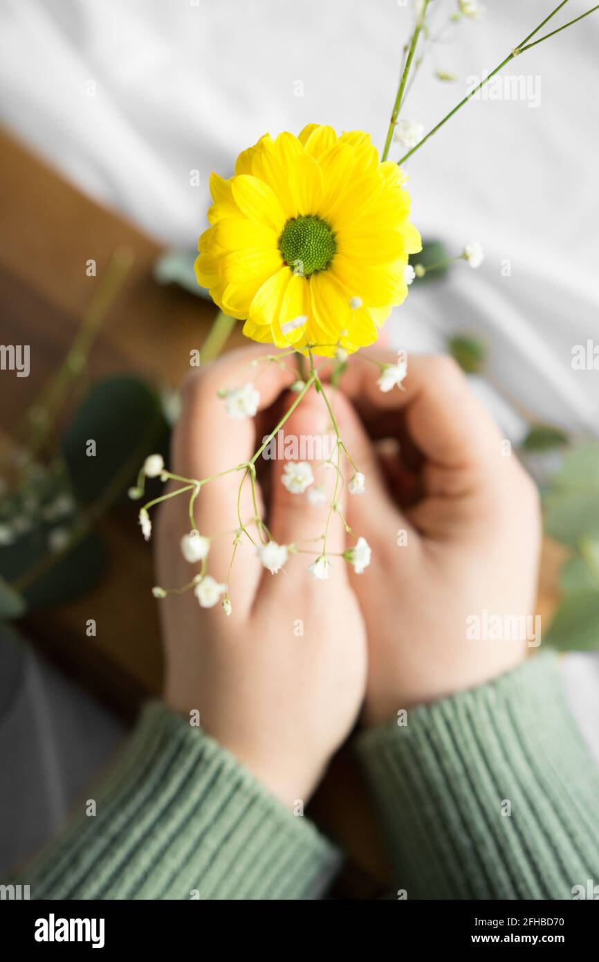 Vista dall'alto di una persona irriconoscibile con crisanto giallo in fiore con petali teneri e piacevole profumo Foto Stock