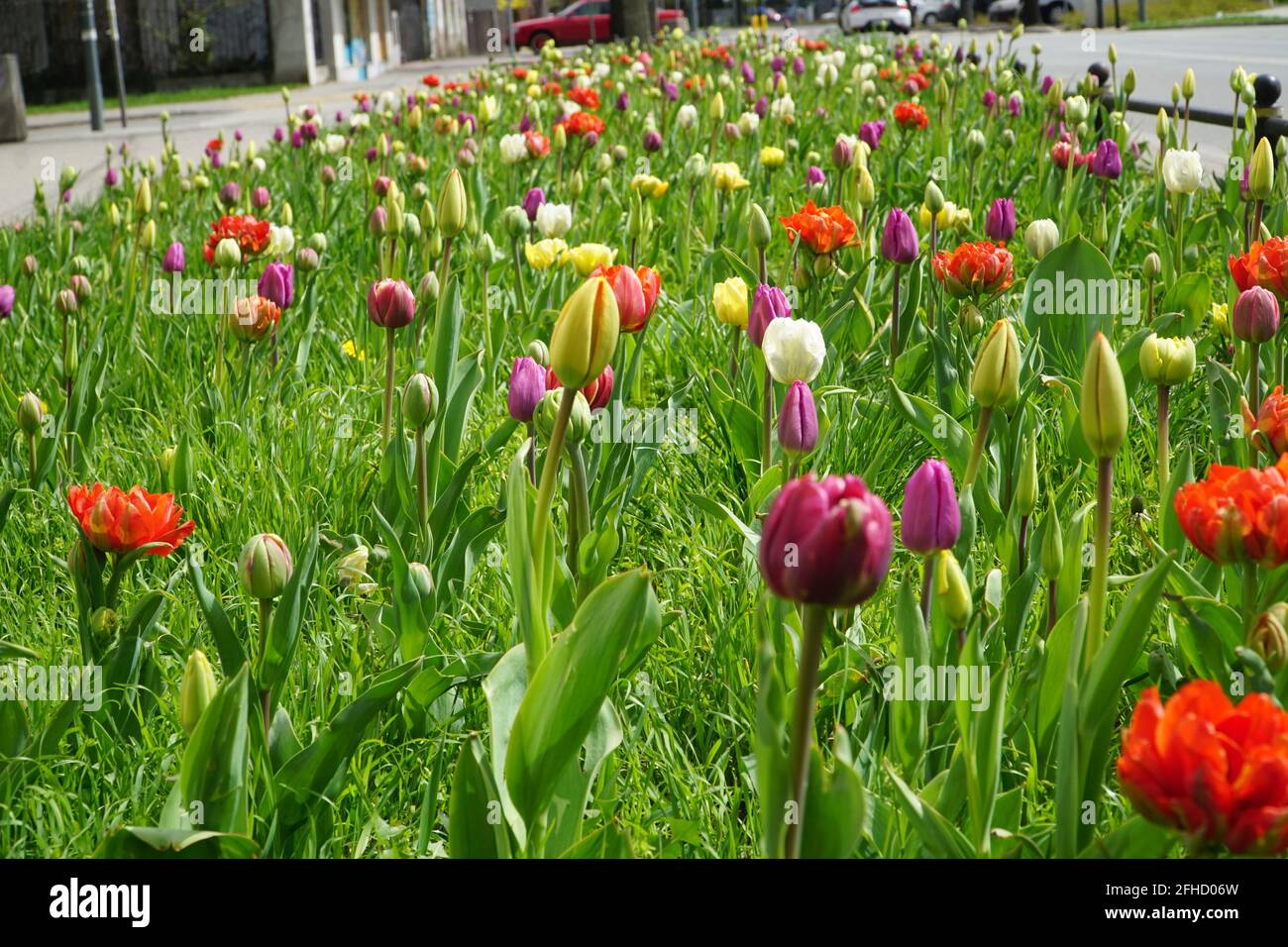 Tulipani colorati che crescono su un letto di fiori di strada o nel giardino. Messa a fuoco selettiva. Sfondo naturale floreale primaverile. Foto Stock
