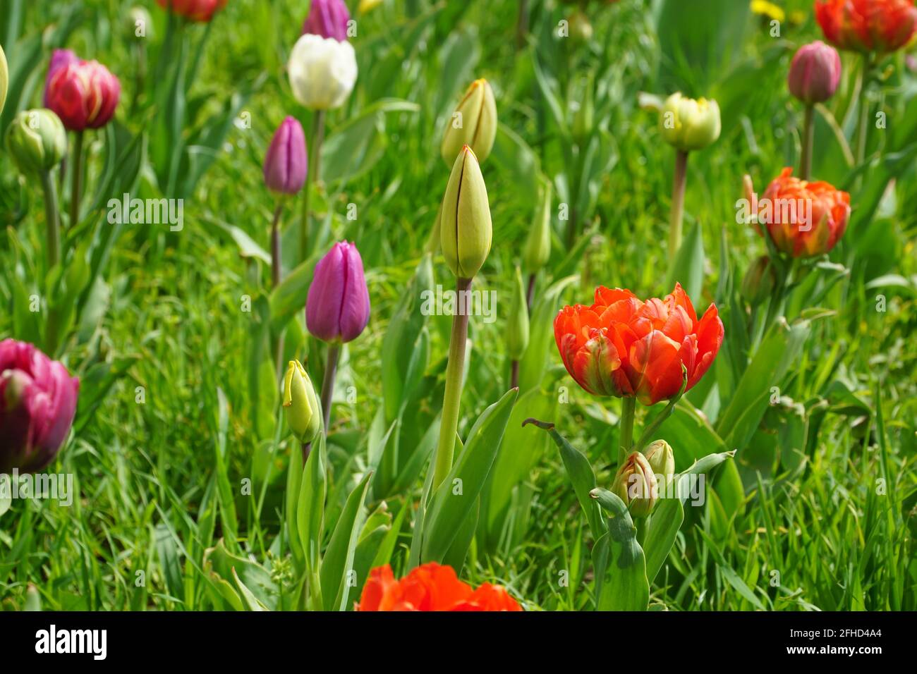 Tulipani colorati che crescono su un letto di fiori di strada o nel giardino. Messa a fuoco selettiva. Sfondo naturale floreale primaverile. Foto Stock