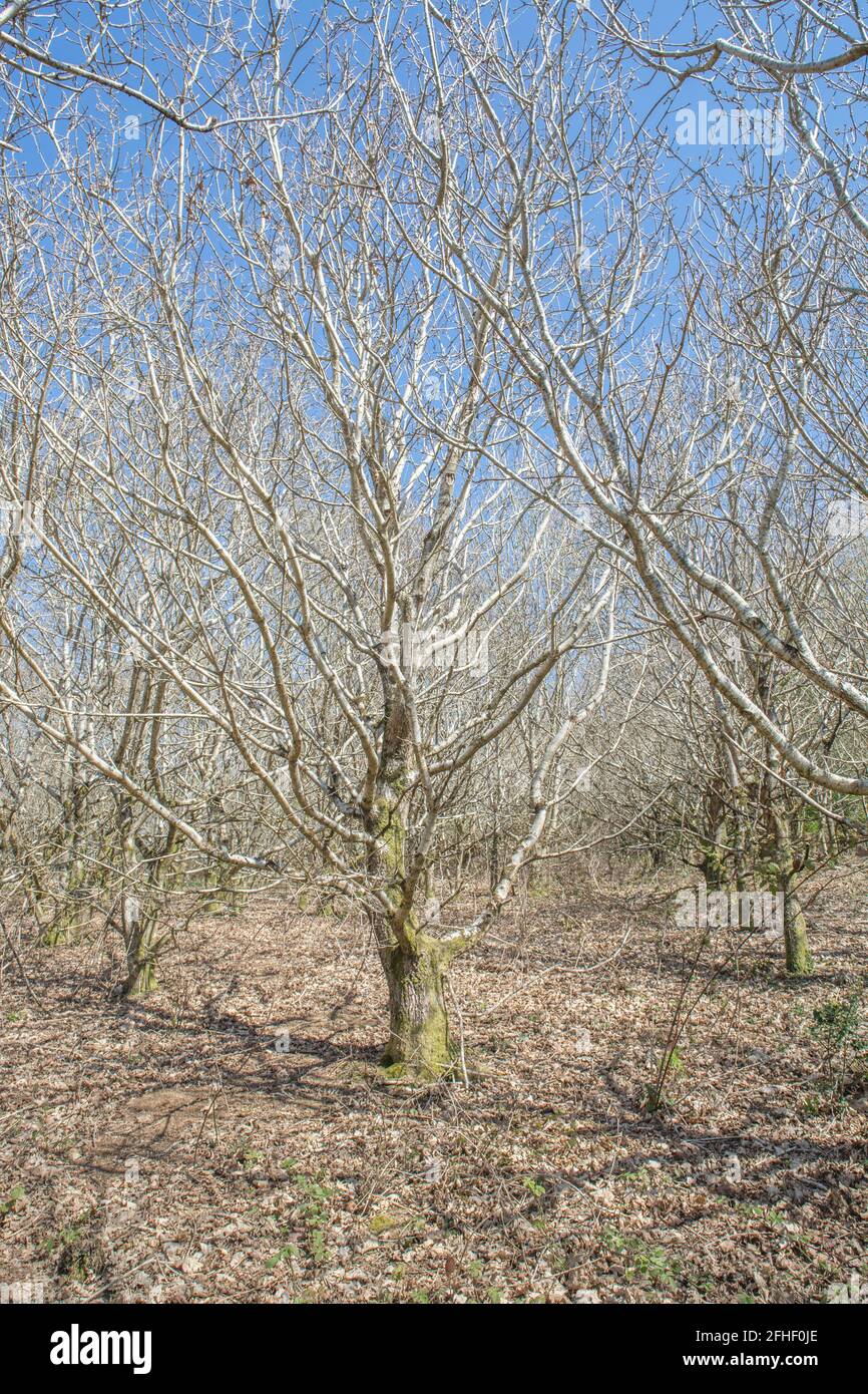 Alberi decidui senza foglie in un bosco soleggiato in Springtime. Per l'inizio della primavera nel Regno Unito, sole di primavera, stagione di primavera. Foto Stock