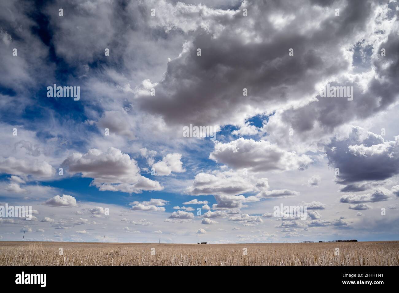 Le praterie canadesi hanno raccolto il campo sotto un cielo nuvoloso drammatico in Rocky View County Alberta Canada. Foto Stock