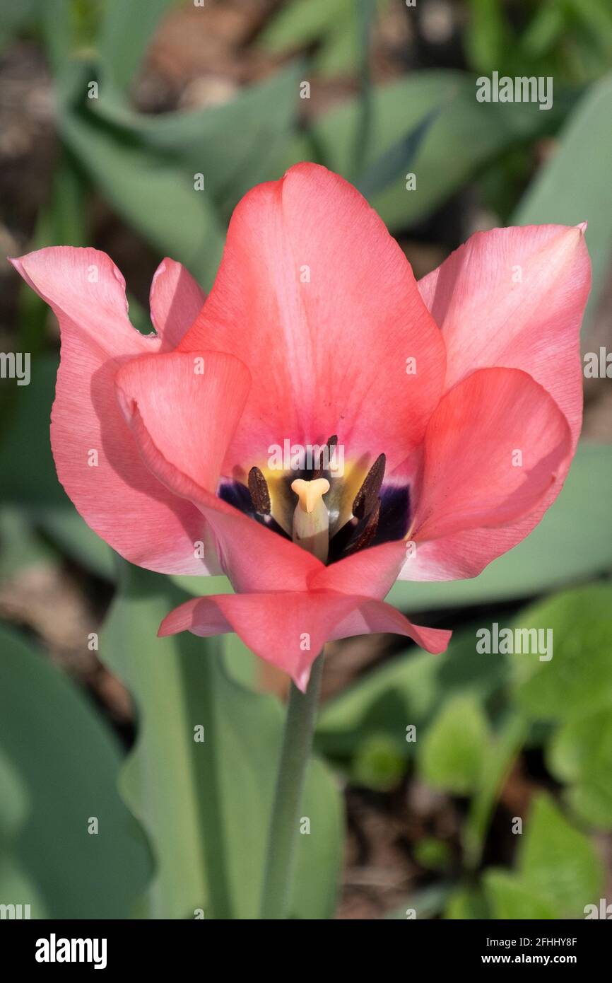 Primo piano di un bellissimo tulipano rosa solitario in un giardino residenziale Foto Stock