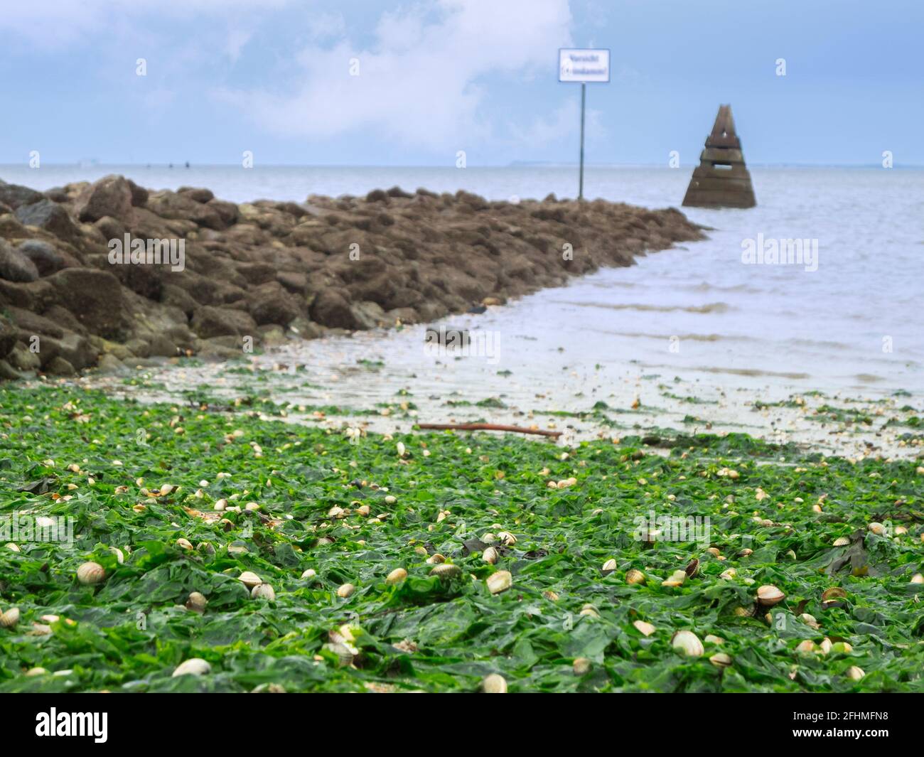 Primo piano di conchiglie di cozze sparse sulle alghe alluvionali con vista verso l'orizzonte su un muro di pietra con marcature marine triangolari. Foto Stock