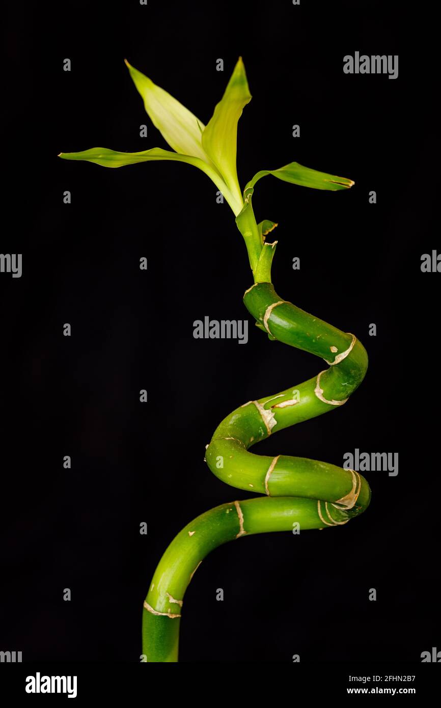 Una pianta domestica di bambù su sfondo nero Foto Stock