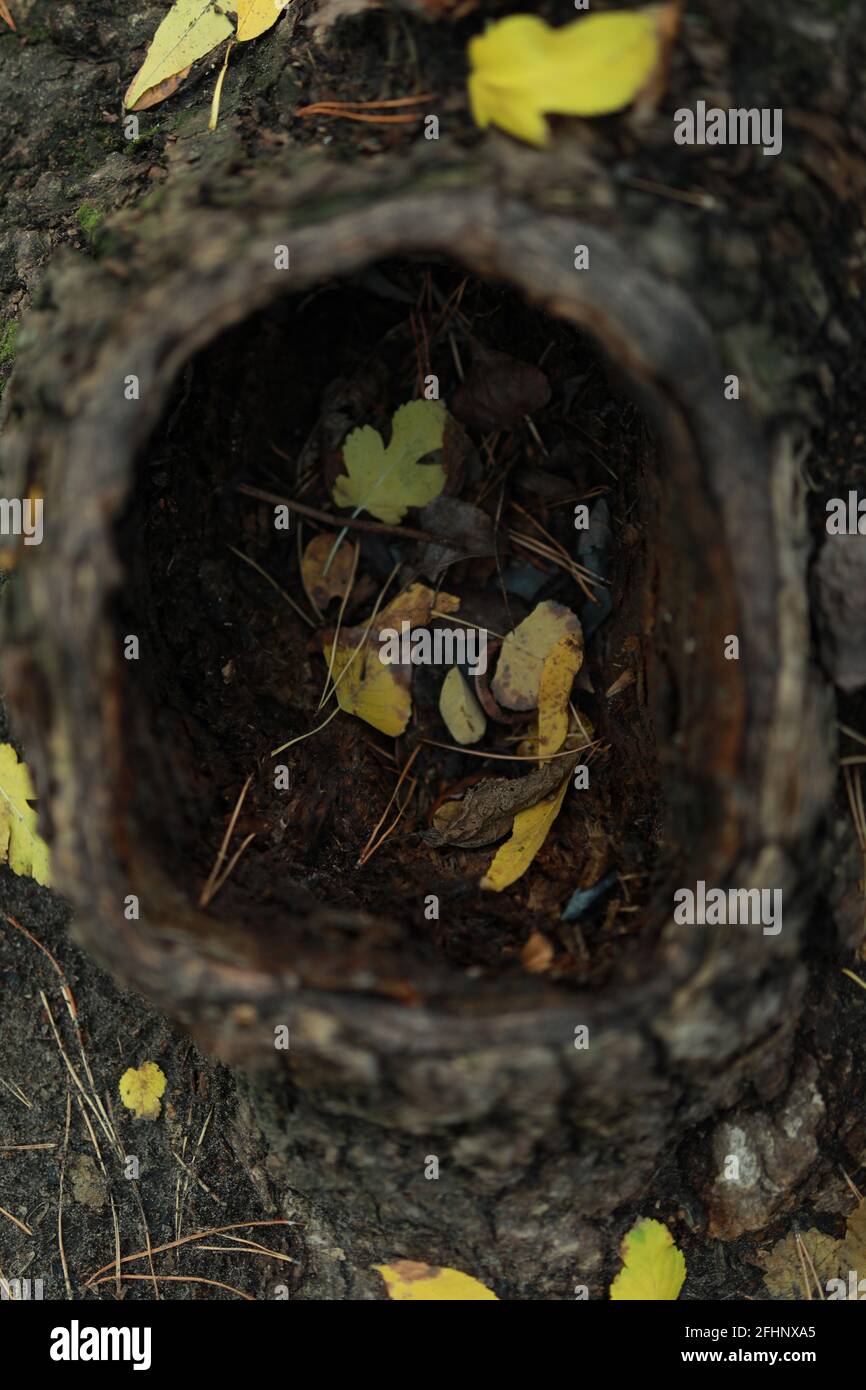 grande cava in un albero con foglie in autunno foresta Foto Stock