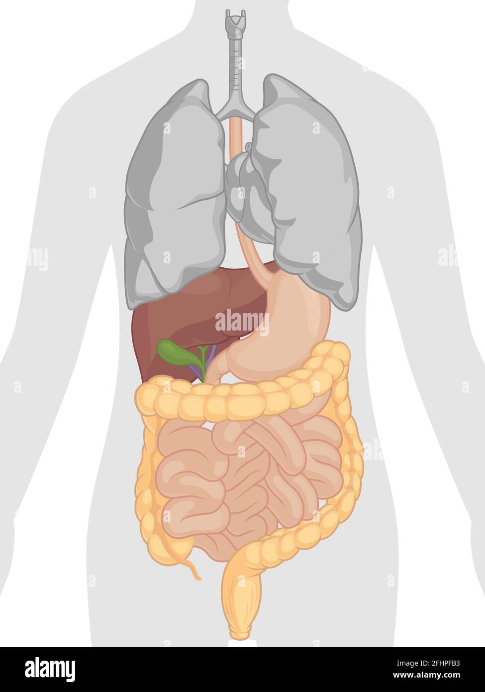 Apparato digerente umano organi interni Anatomia Cartoon disegno vettoriale Illustrazione Vettoriale