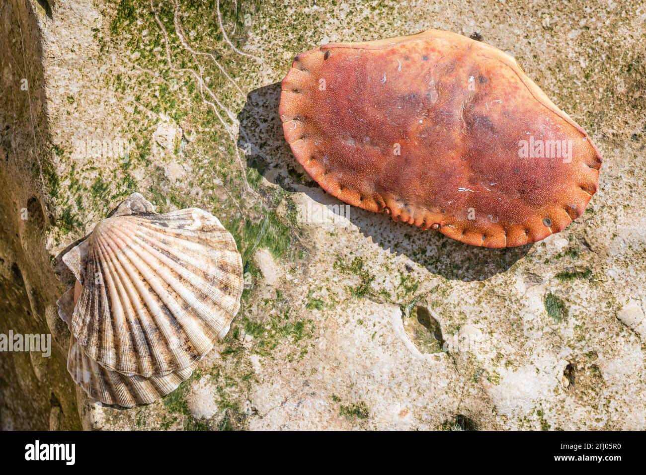 Conchiglie Di Capesante Naturali - 20 Pezzi, 6-8cm, Bianche, Per Decorazioni Nozze, Party A Tema Spiaggia E Fai-da-te - Foto 3