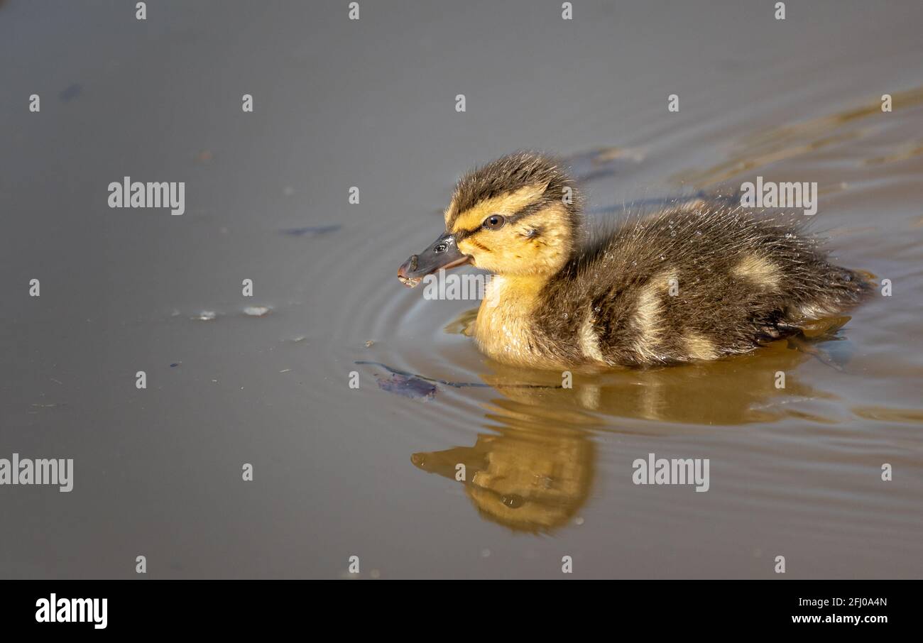 Primo piano di piccolo bambino Mallard ducking nuoto sul laghetto con riflessione Foto Stock