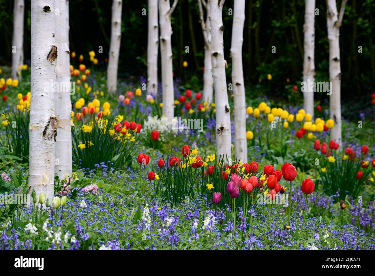 Tulipani rossi e gialli, tulipa apeldoorn, tulipa Golden Apeldoorn, alberi di betulla argentata, bluebells, primavera nel giardino, tulipani e alberi di betulla, visualizzazione tulipano, Foto Stock