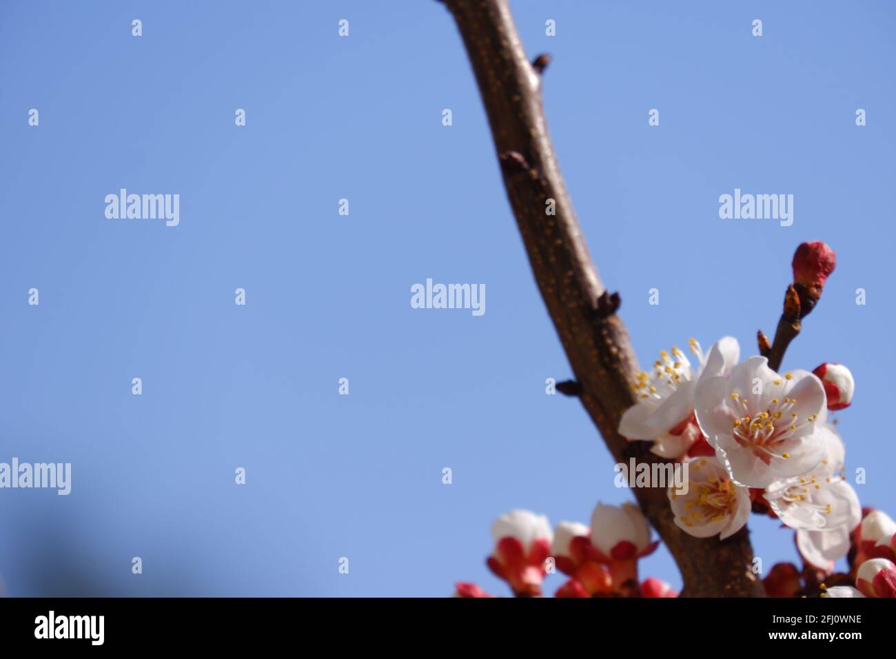 Fiori bianchi di albicocca che fioriscono in primavera Foto Stock