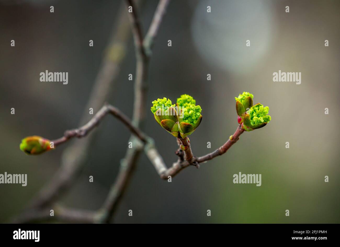 Nuove gemme primaverili e foglie su un ramo di albero, che cresce nel giardino Foto Stock