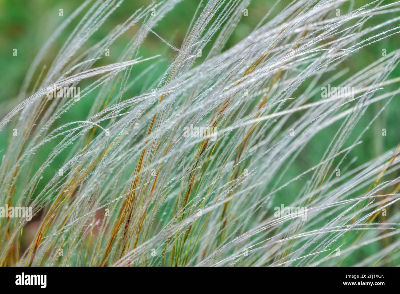 Primo piano erba di piume o erba di ago, che cresce sul prato in una foresta. Natura primaverile. Foto Stock
