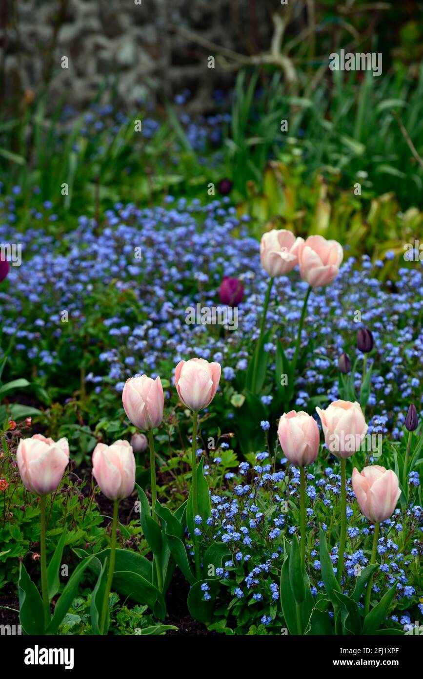 Tulipa salmone van eijk,Tulip salmone van eijk,darwin ibrido tulipano,tulipani,salmone arancio tulipani,,fiore,fioritura,dimenticare-me-nots,tulipani,misto piantando sc Foto Stock