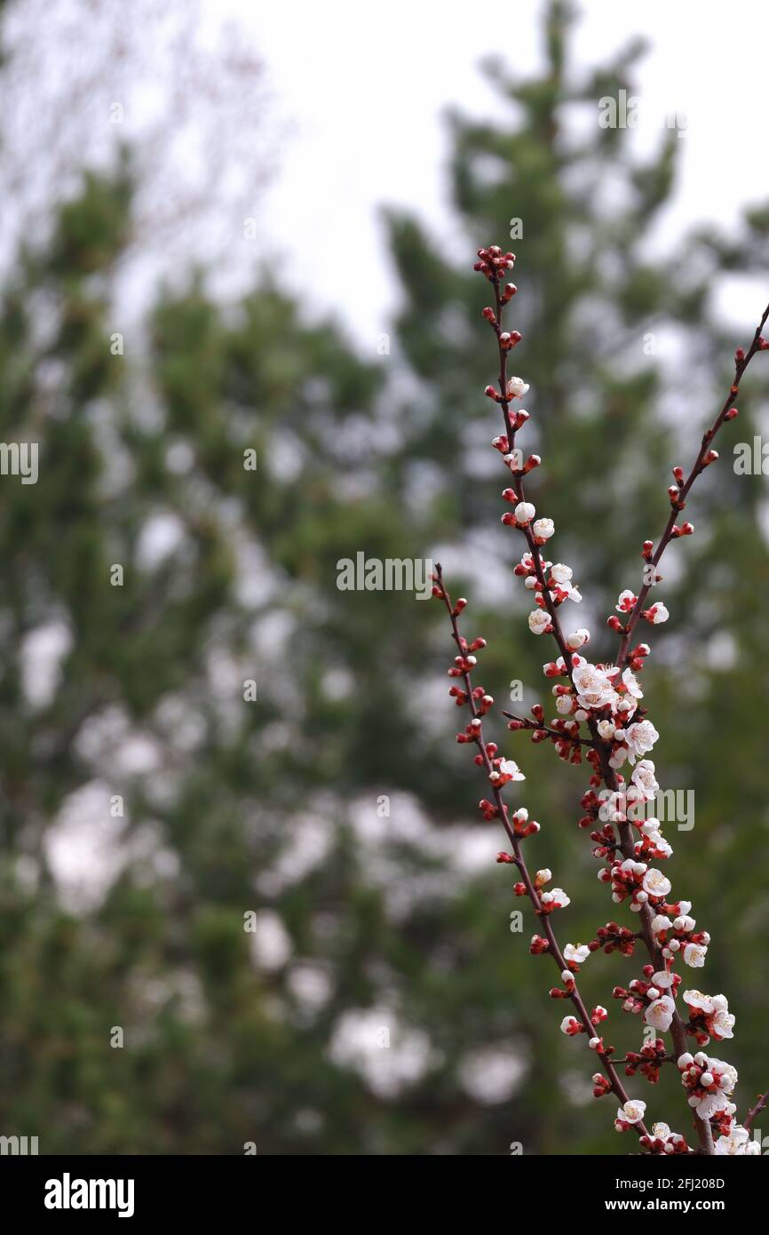 Fiori bianchi di albicocca che fioriscono in primavera Foto Stock