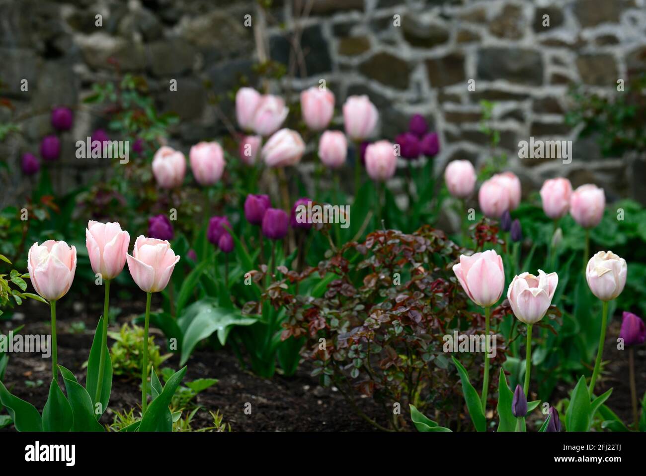 Tulipa salmone van eijk,Tulip salmone van eijk,darwin ibrido tulipano,tulipani,salmone arancio tulipani,,fiore,fioritura,dimenticare-me-nots,tulipani,misto piantando sc Foto Stock