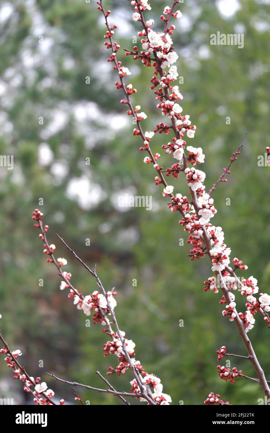 Fiori bianchi di albicocca che fioriscono in primavera Foto Stock