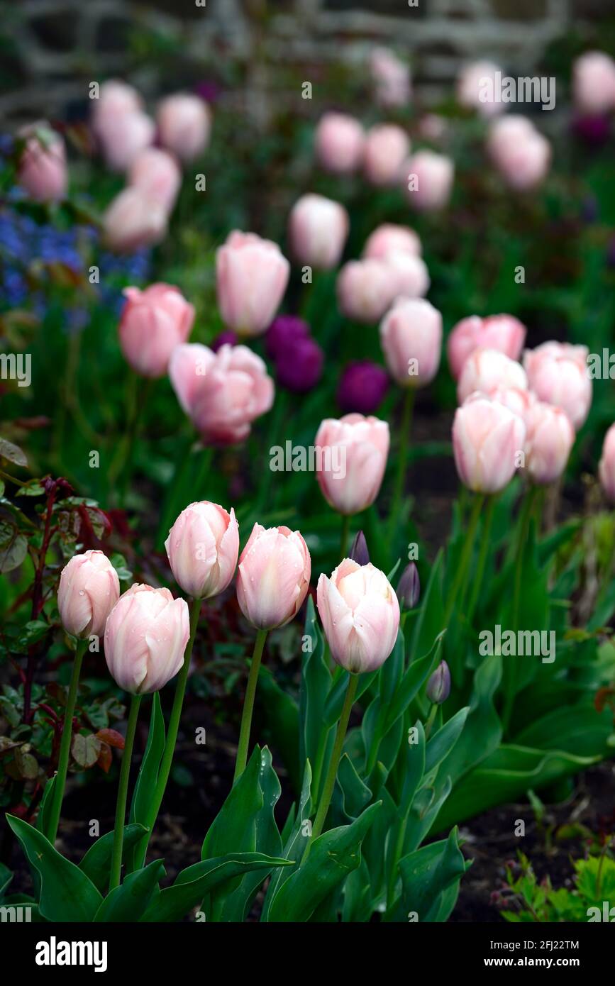 Tulipa salmone van eijk,Tulip salmone van eijk,darwin ibrido tulipano,tulipani,salmone arancio tulipani,tulipa negrita,tulipano negrita,fiore,fioritura,forget-me-n Foto Stock