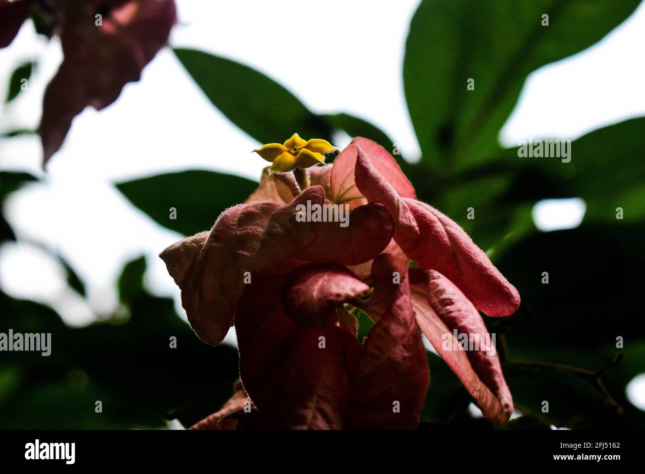 Sanguinante cuore fiore di vite con fiore giallo piccolo nel centro Foto Stock