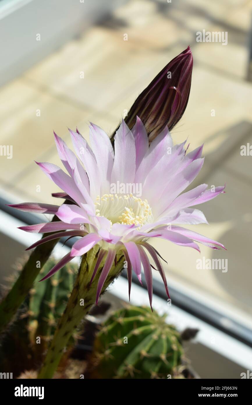 Fiore 'regina della notte' cactus, nome scientifico: Selenicereus  grandiflorus Foto stock - Alamy