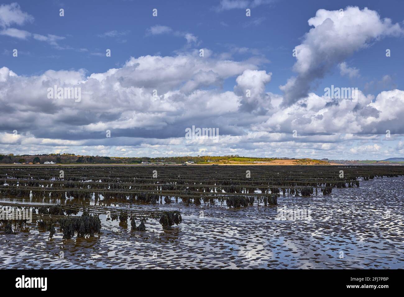 linee di produzione di ostriche in alto mare, allevamento di molluschi. Produzione animale per l'alimentazione Foto Stock