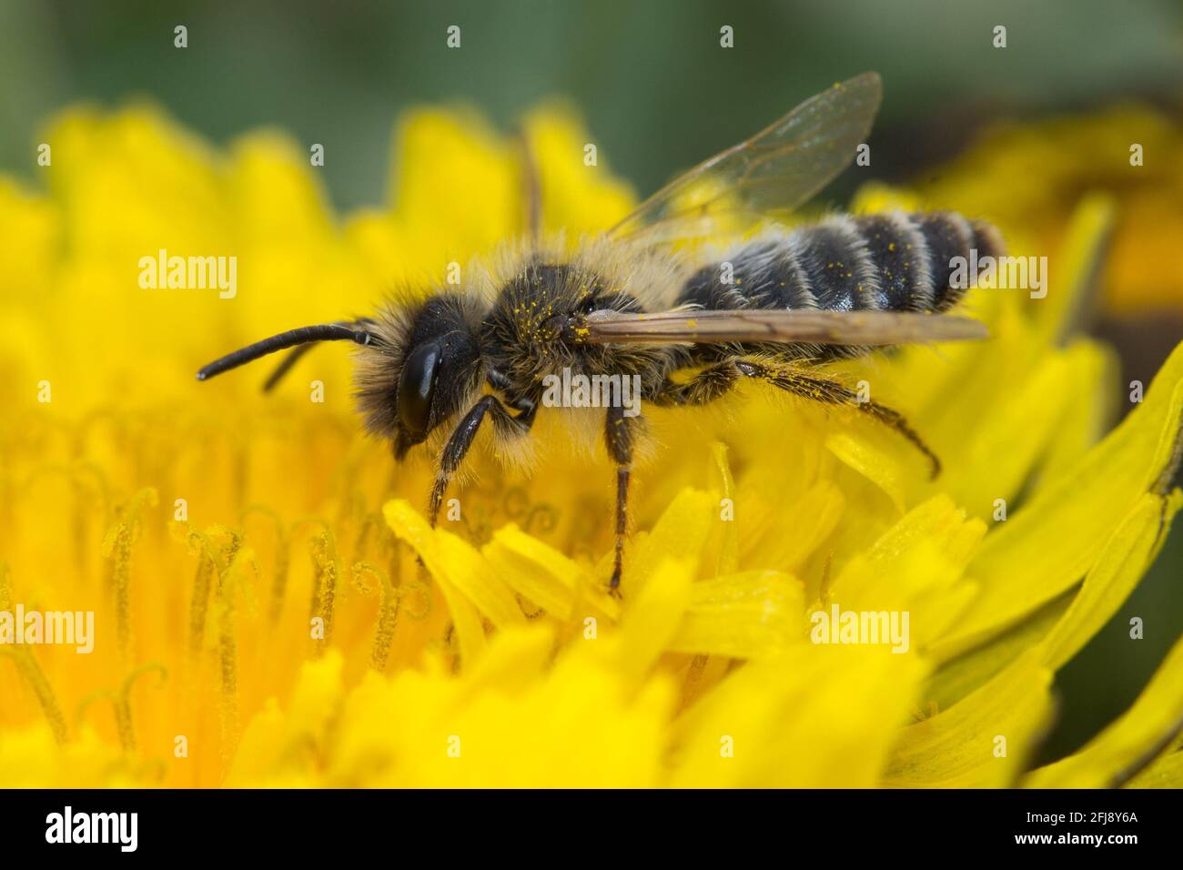 Wildbiene am Löwenzahn Foto Stock