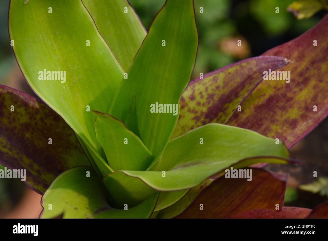 Sansevieria Trifasciata comunemente conosciuta come pianta di serpente, una pianta verde decorativa. Foto Stock