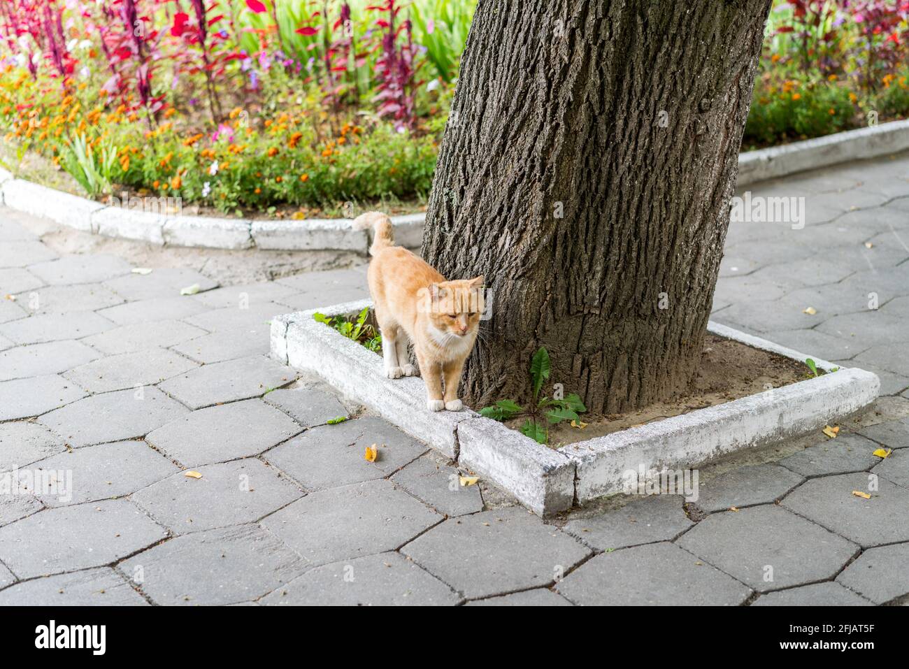 Gatto zenzero in piedi vicino all'albero, fiori sullo sfondo. Grodno, Bielorussia Foto Stock