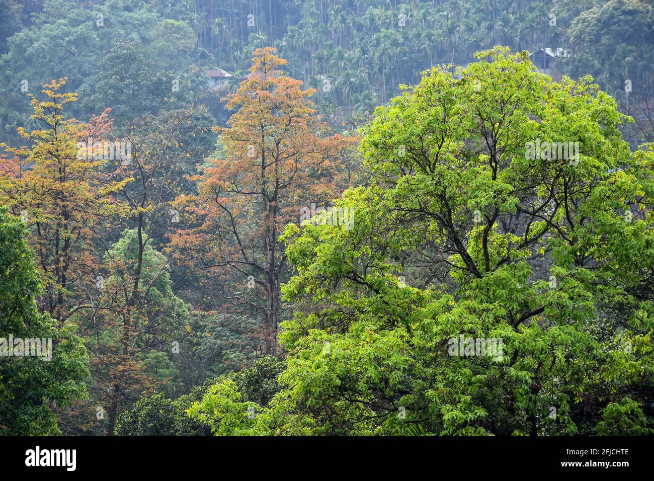 Alberi marroni e verdi nella foresta dell'Himalaya . Foto Stock