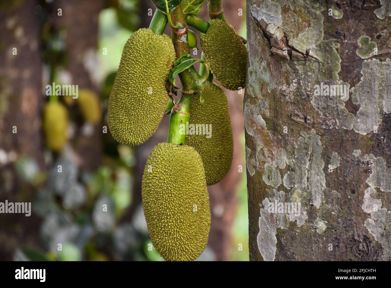 Mazzo di frutti di terra appesi al suo albero . Foto Stock