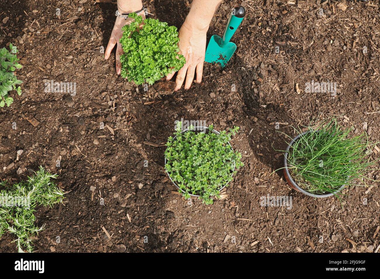 Top-down di Donna mano Giardinaggio. Coltivare Chives, prezzemolo e Salvia nel Giardino. Foto Stock