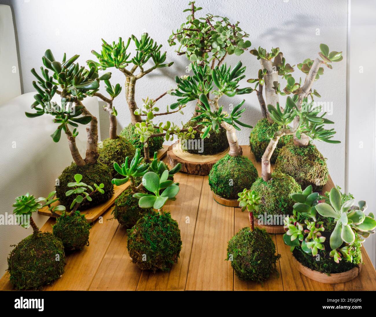 Gruppo di kokedama su un tavolo di legno. Piante succulente. Foto Stock