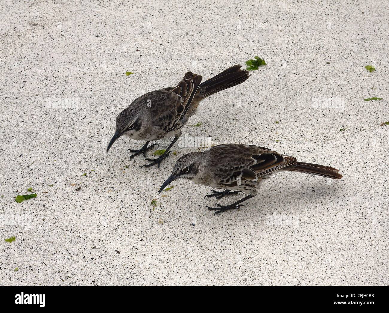 2 Hood Mockingbirds, ritratto, primo piano, fauna selvatica, animale, Sulla sabbia, Nesomimus macdonaldi, endemico, Sudamerica, Isole Galapagos; Isola di Hood; Isl Foto Stock