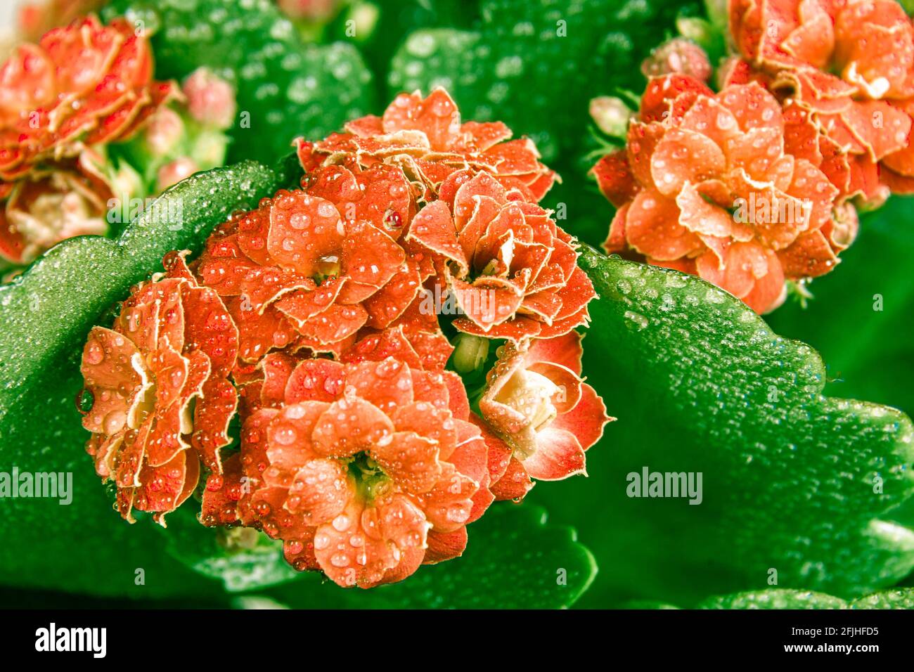 Fiori di colore arancio chiaro o rosso chiaro con foglie verdi Kalanchoe Blossfeld ricoperte di gocce d'acqua, fuoco selettivo sulle infiorescenze vicine Foto Stock