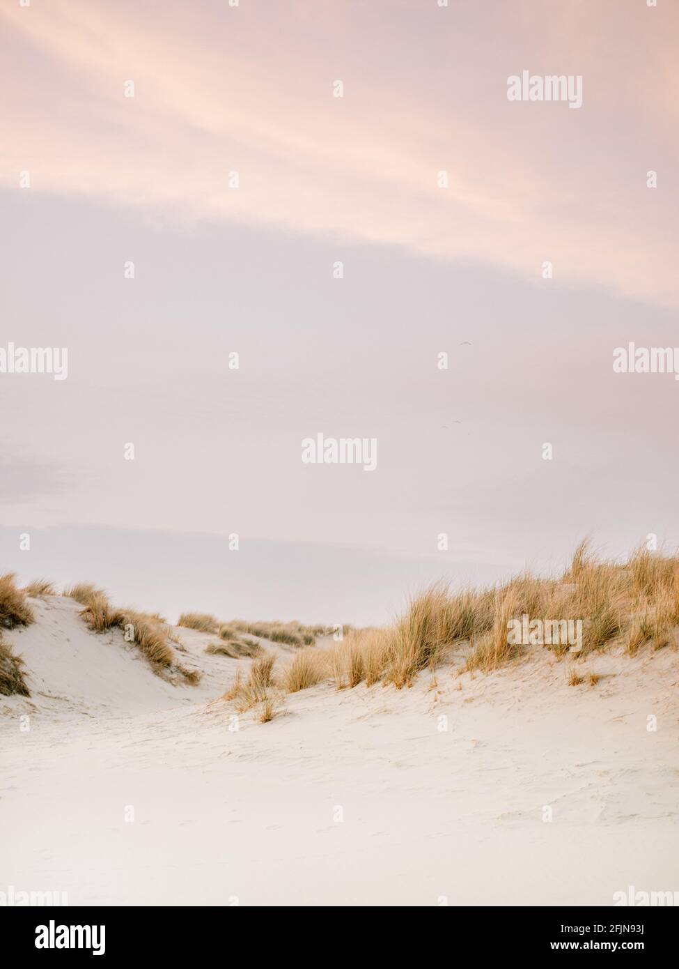 Dune di Ameland, isole Wadden nel nord dei Paesi Bassi. Vibes wanderlust pastello costieri. Foto Stock