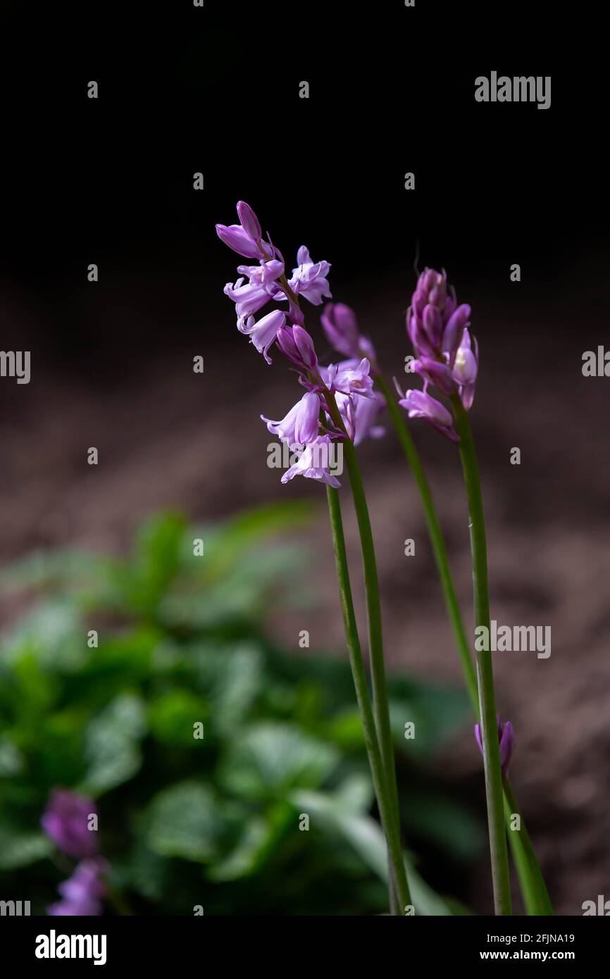 Hyacintoides Regina dei Pink (Bluebells rosa) coltivando selvatico in bosco Foto Stock