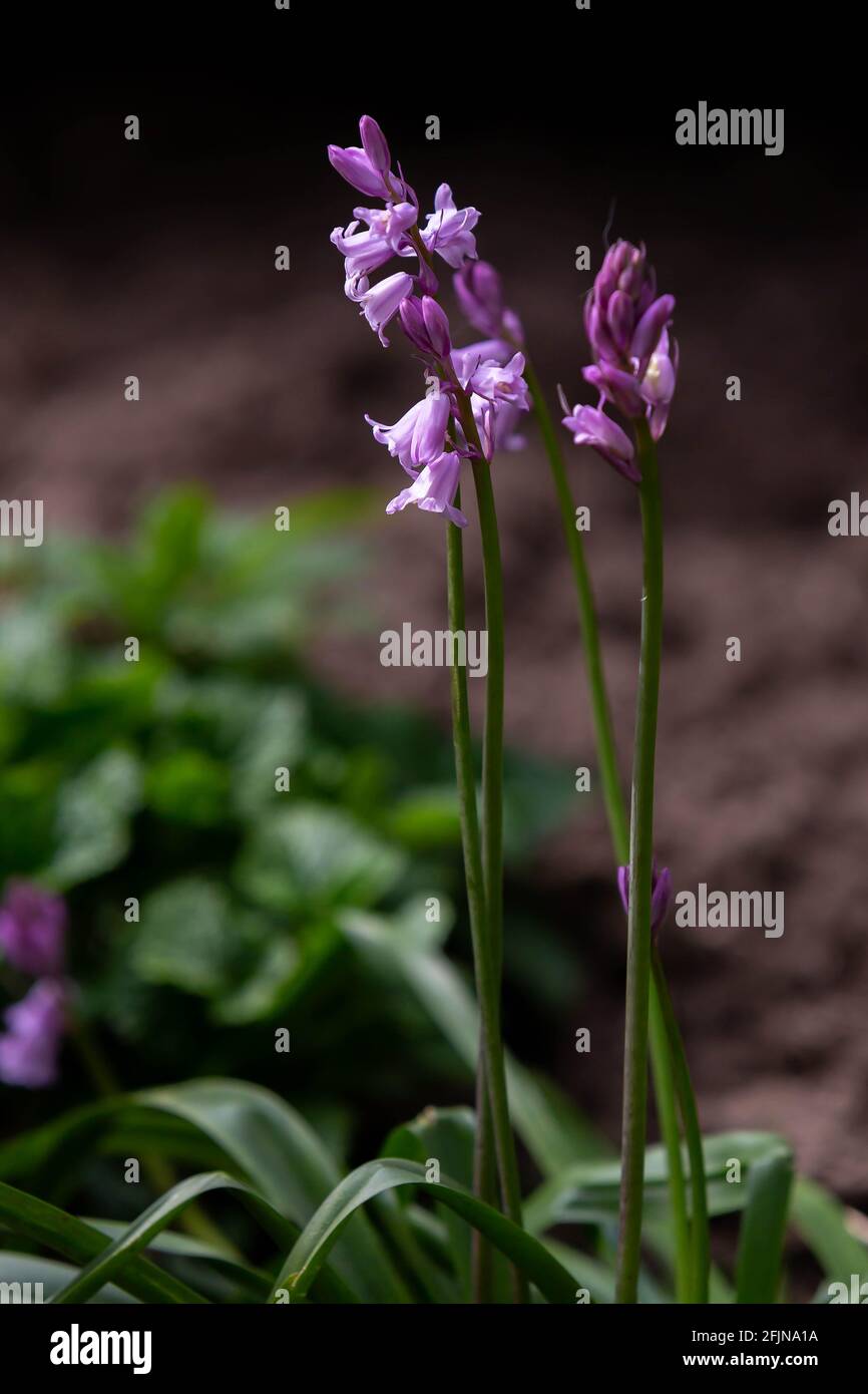 Hyacintoides Regina dei Pink (Bluebells rosa) coltivando selvatico in bosco Foto Stock