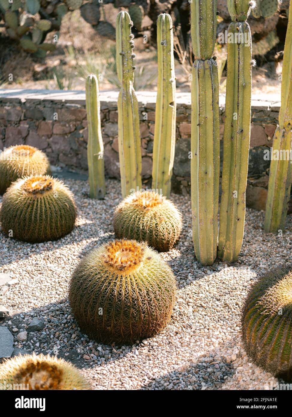 Giardino botanico di San Miguel de Allende in Messico. Cactus, piante tropicali e un clima desertico. Bella natura e scena di viaggio. Foto Stock