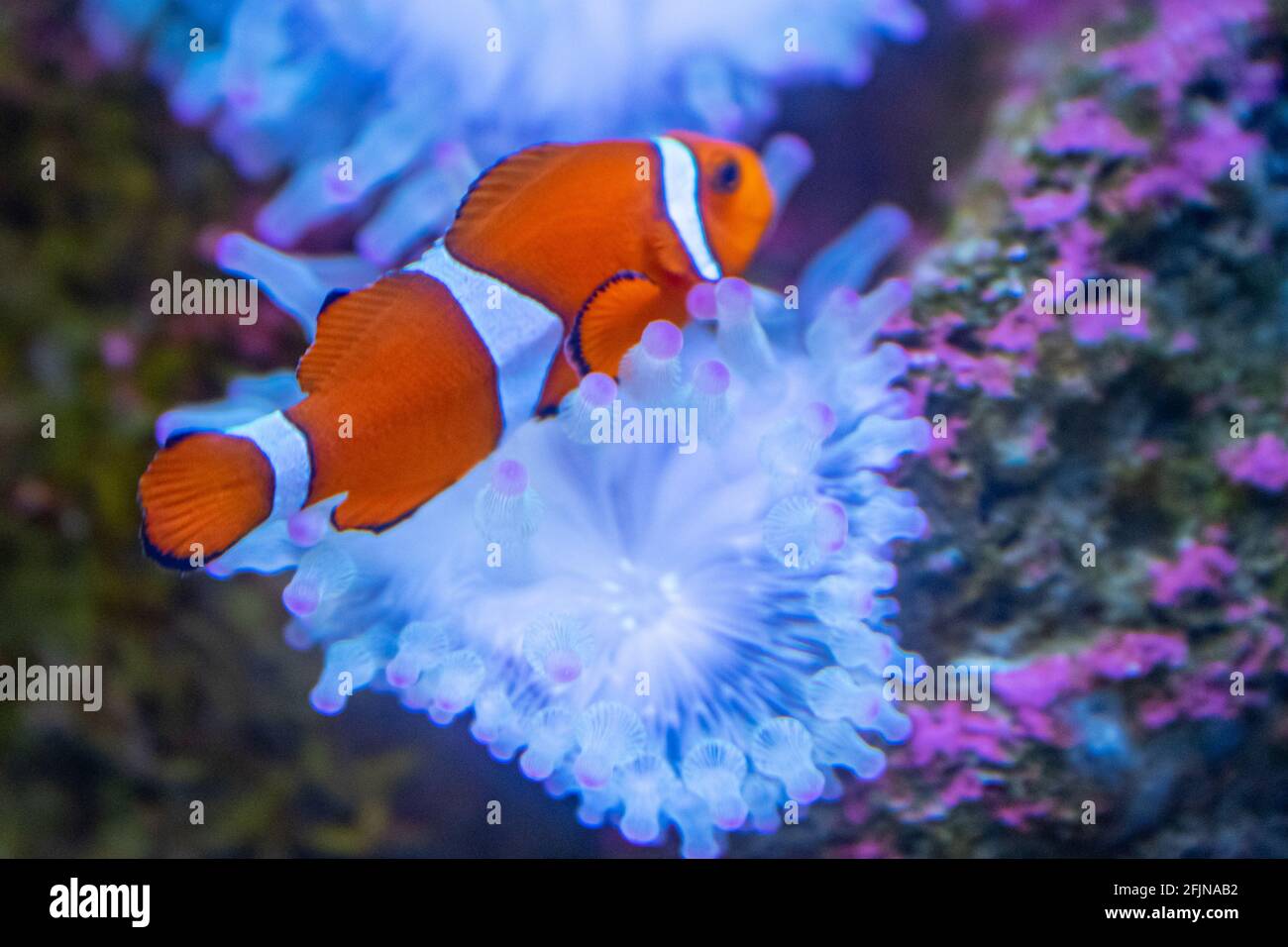 Un closeup di un bel pesce pagliaccio che nuotano nel pesce serbatoio Foto Stock