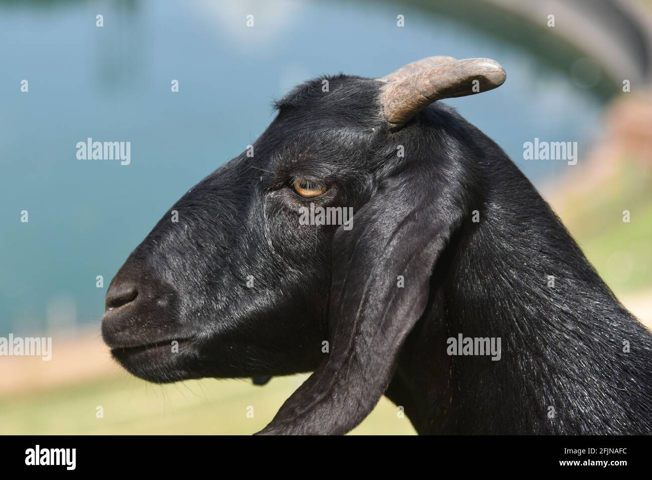 Una vista laterale di una capra nera con brevi corna in azienda Foto Stock