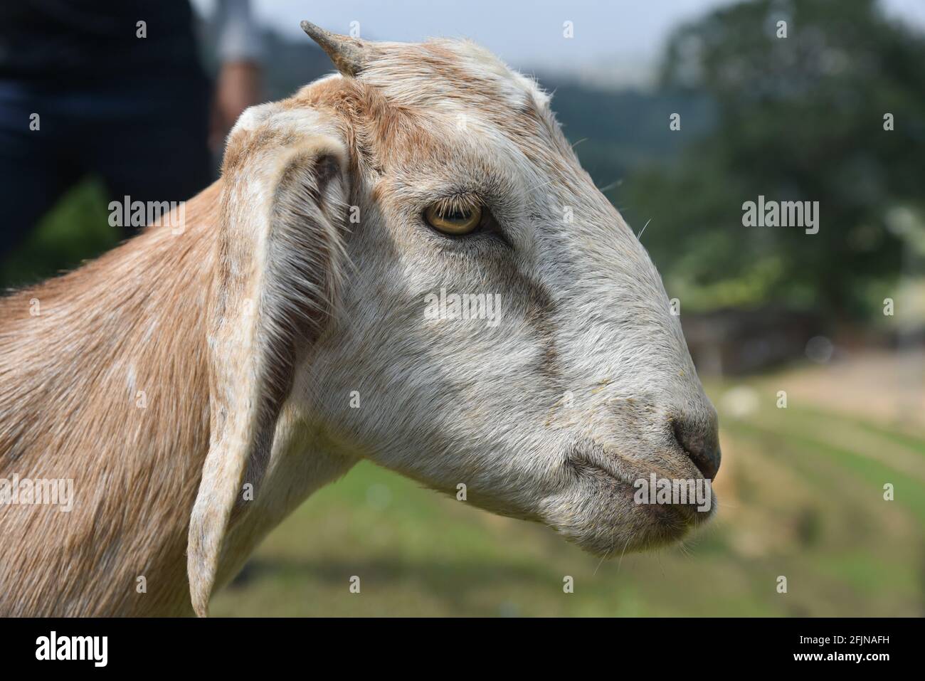 Una vista laterale di una capra marrone con brevi corna in azienda Foto Stock