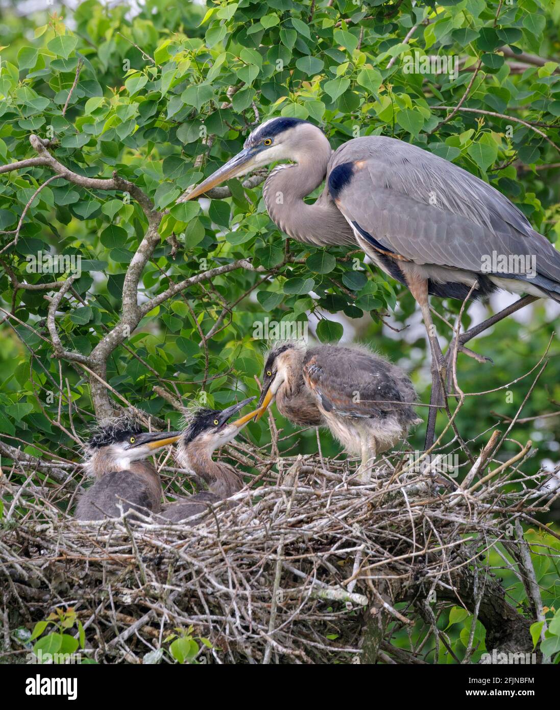 Grande airone blu (Ardea herodias) al nido con nestlings, zona di Houston, Texas, Stati Uniti. Foto Stock