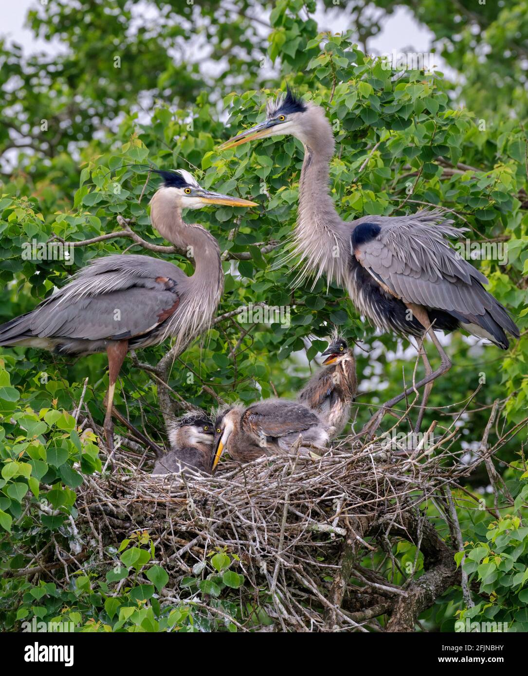 I genitori del grande airone blu (Ardea herodias) si incontrano al nido con i nestlings, zona di Houston, Texas, Stati Uniti. Foto Stock