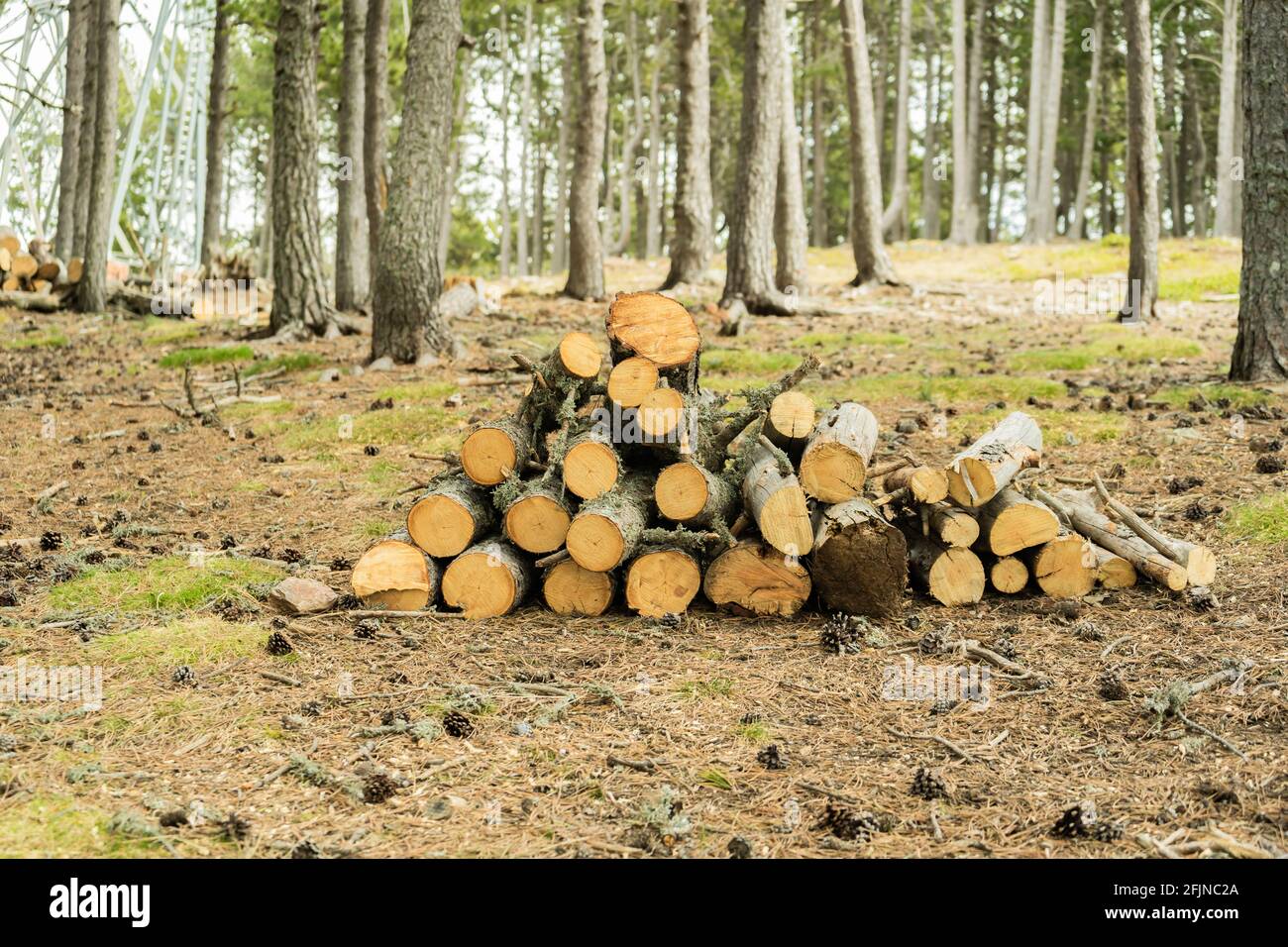 Pila di tronchi di legno in foresta .Legna pronta per inverno .natura sfondo. Foto Stock